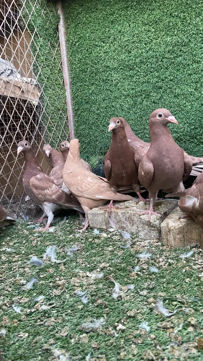 زاجل مولمينز 5