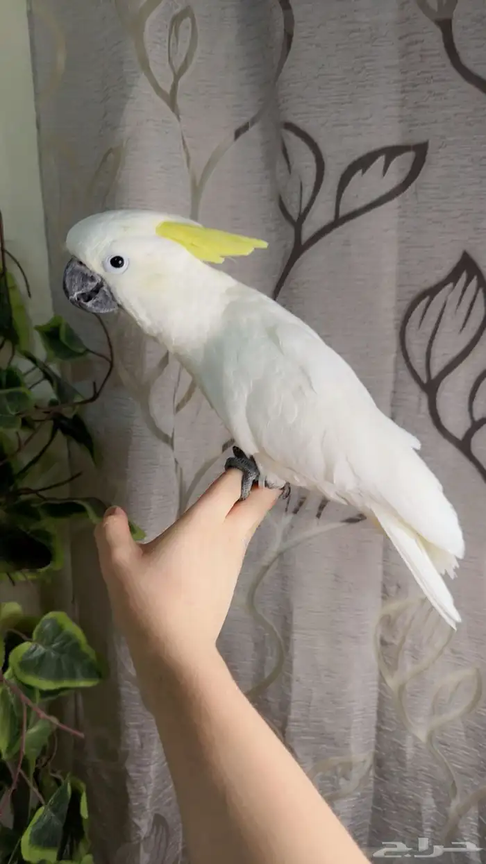 ببغاء كوكاتو سلفر تم البيع 0