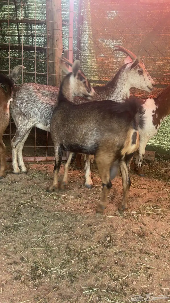 معزا دفيع العدد 4 5