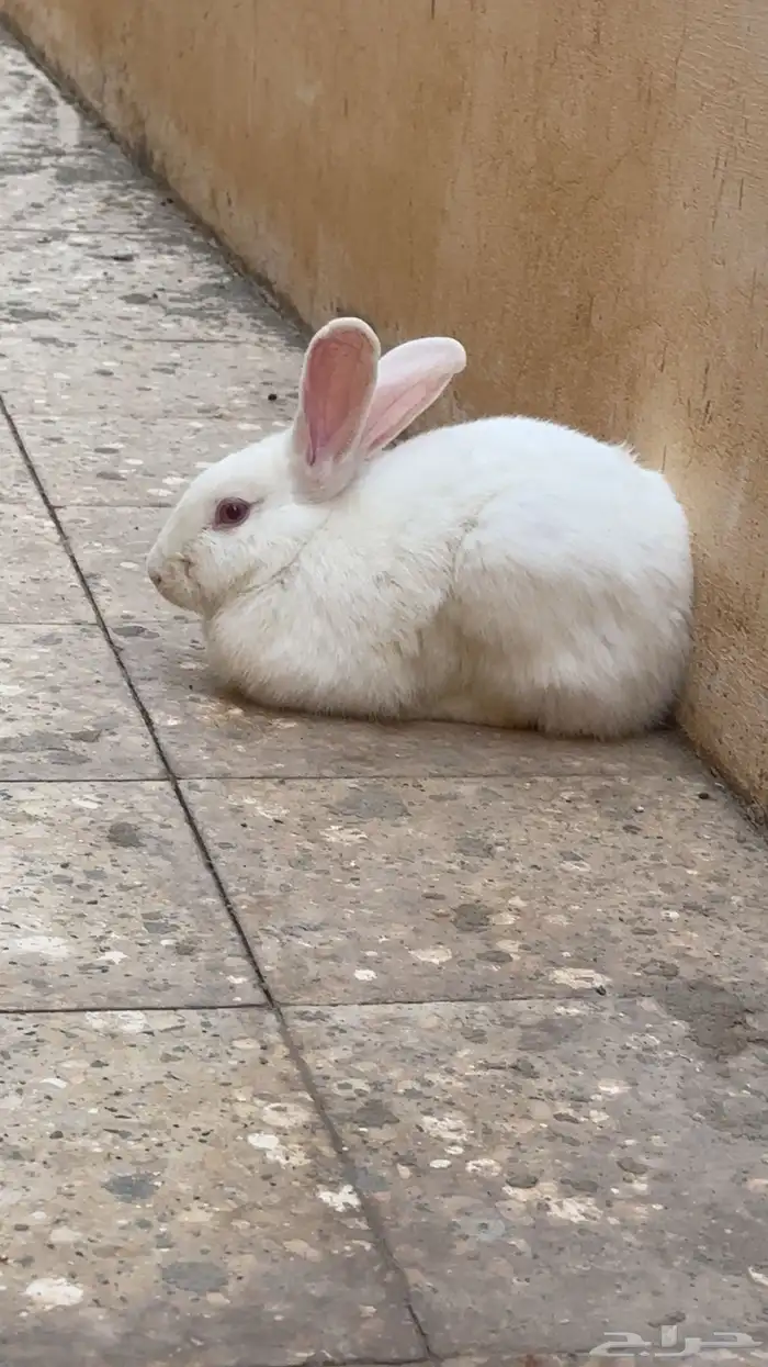 ارانب للبيع 0