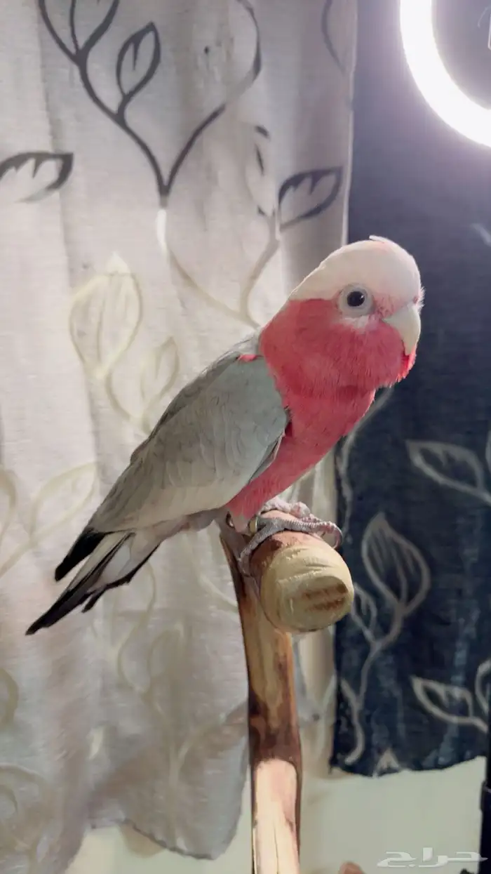ببغاء كوكاتو قالا اليف ولعوب ومتكلم وهدد داخلي 4