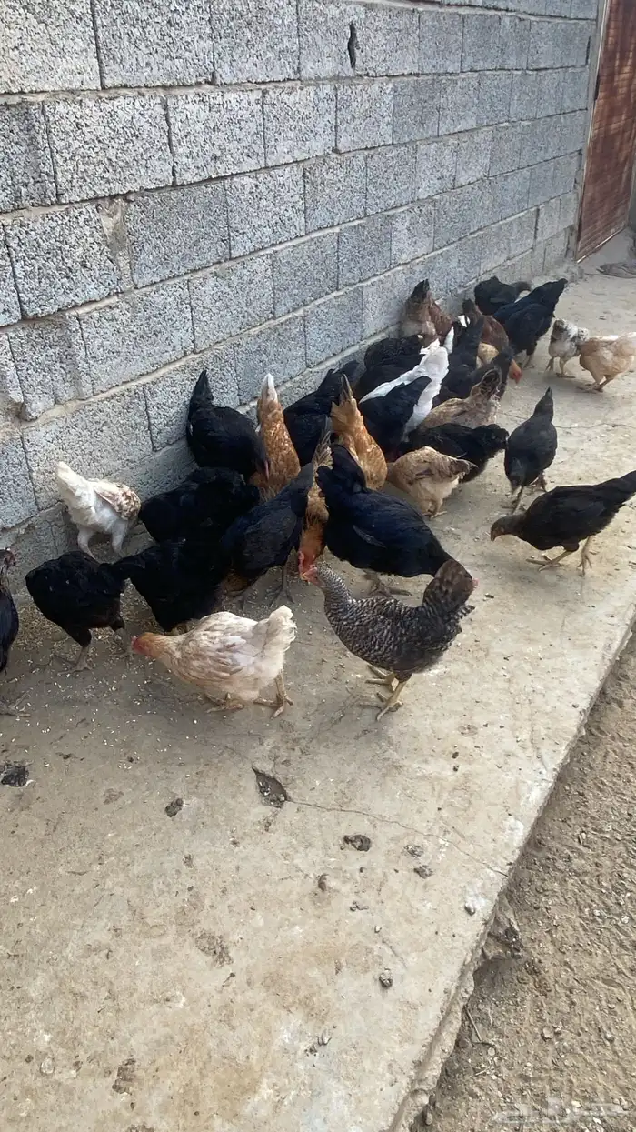 دجاج تركي للبيع 31