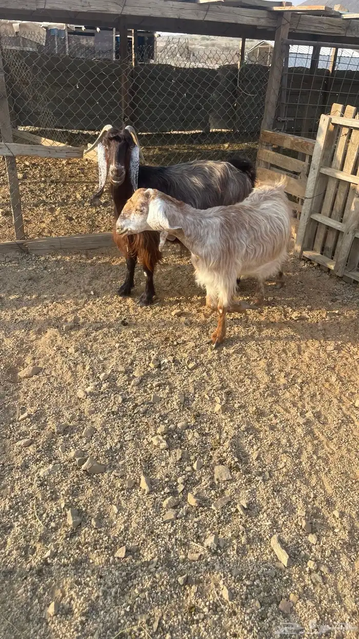 ماعز عوارض عدد2. دفيع شرط تووم شرط سونار 0