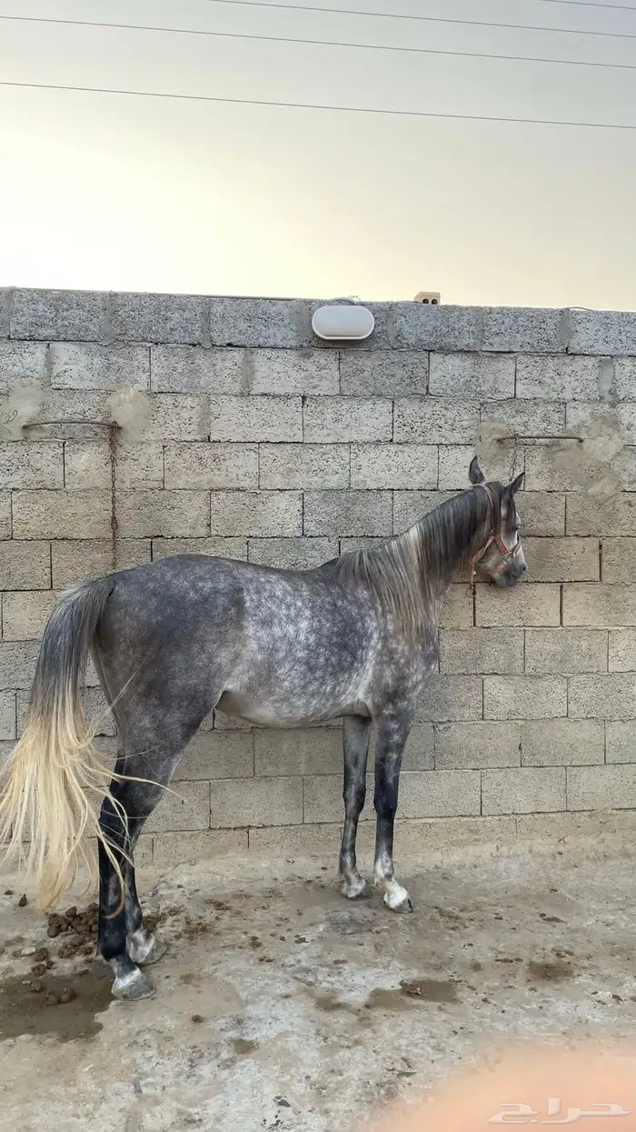 للبيع فحل عربي أصيل   نجم 8