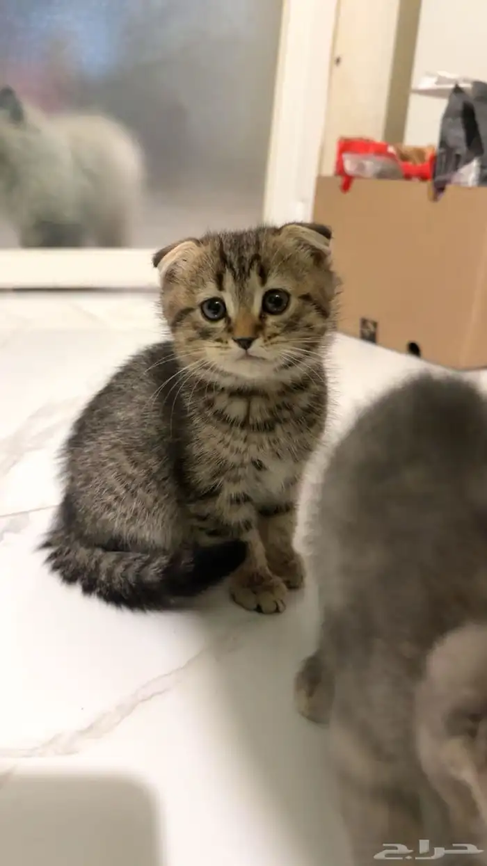 سكوتش فولد 1