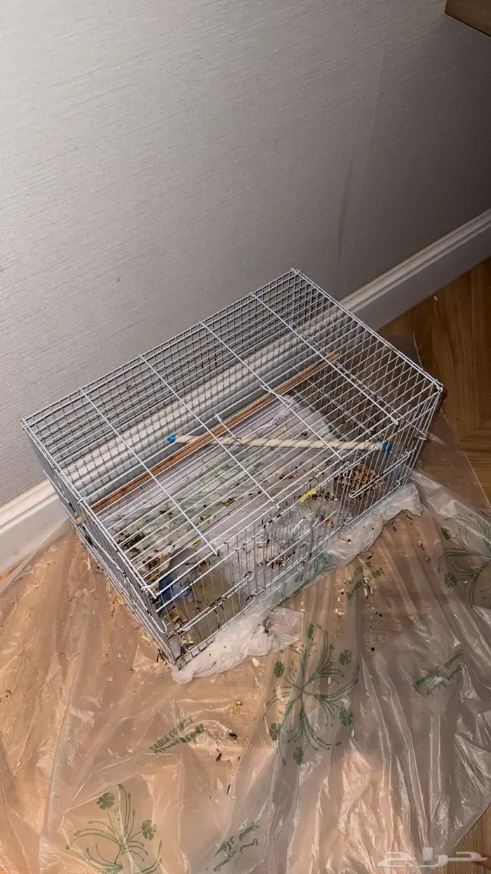 ببغاء روز اليف هدد 3