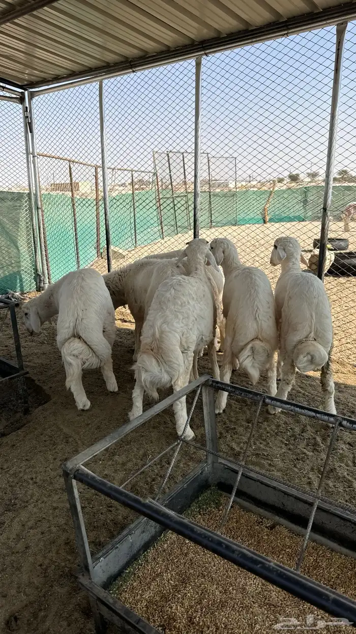 طليان فل شحم شعره وطرف 2