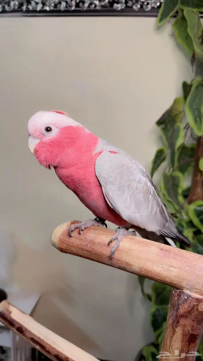 ببغاء كوكاتو قالا اليف ولعوب ومتكلم وهدد داخلي 2