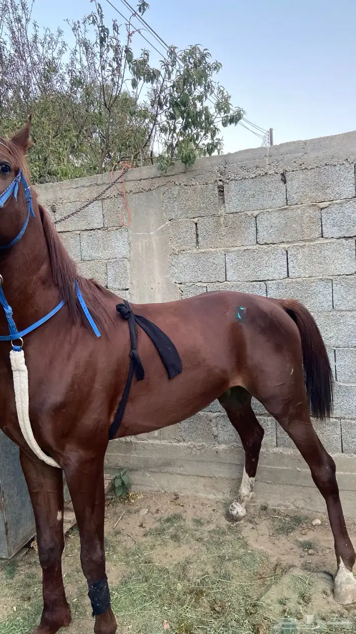 حصان شعبي كفوو 2