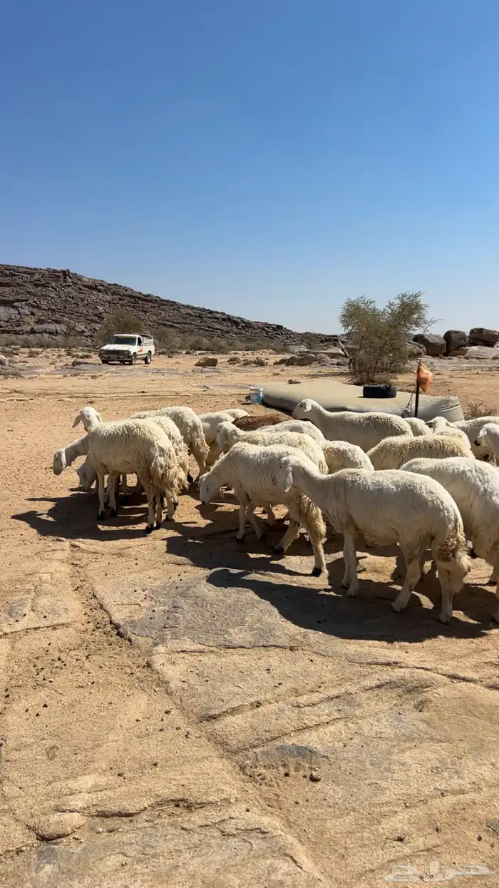 غنم. مقاني 3