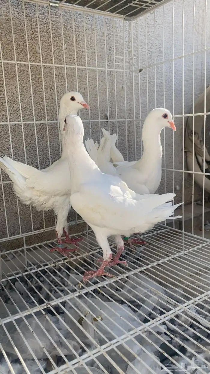 مالتيز جوز بفرخه 0