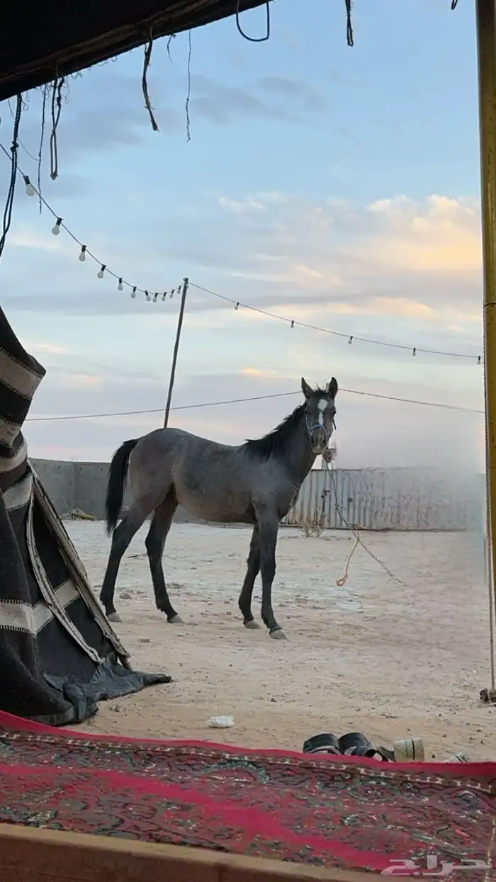 للبيع مهره 0