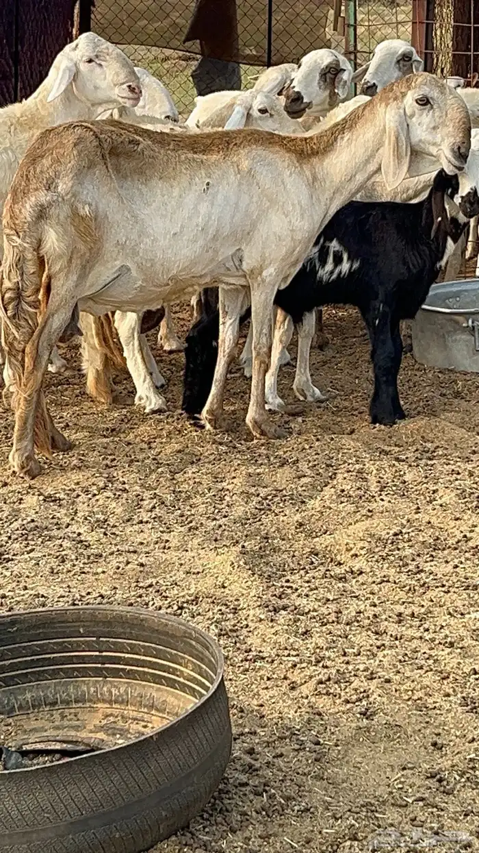 نعجه درمانيه صنف 1