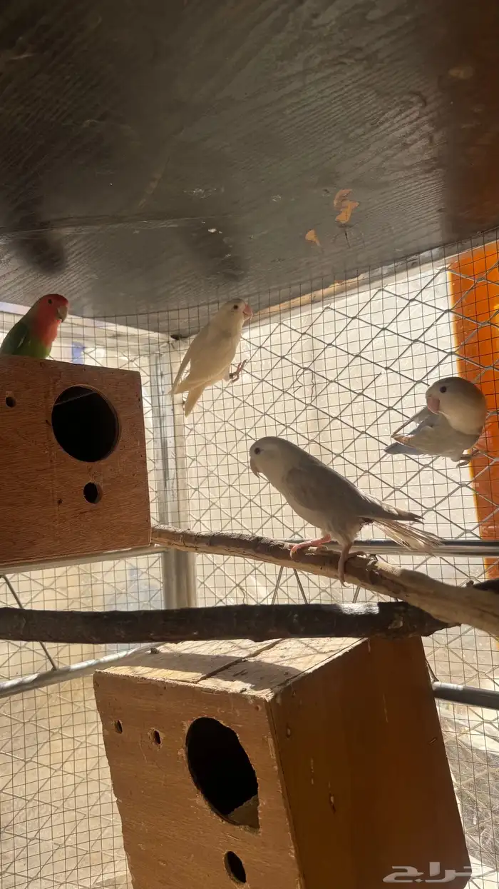 زوجين روز منتجة 0