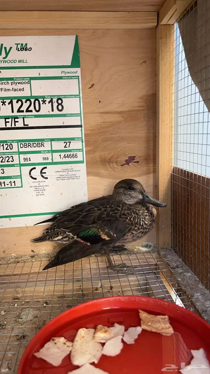 بط نحم شتوي 0