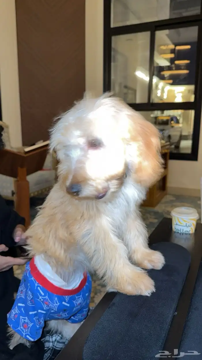 كلب انثى قولدن دودل 0