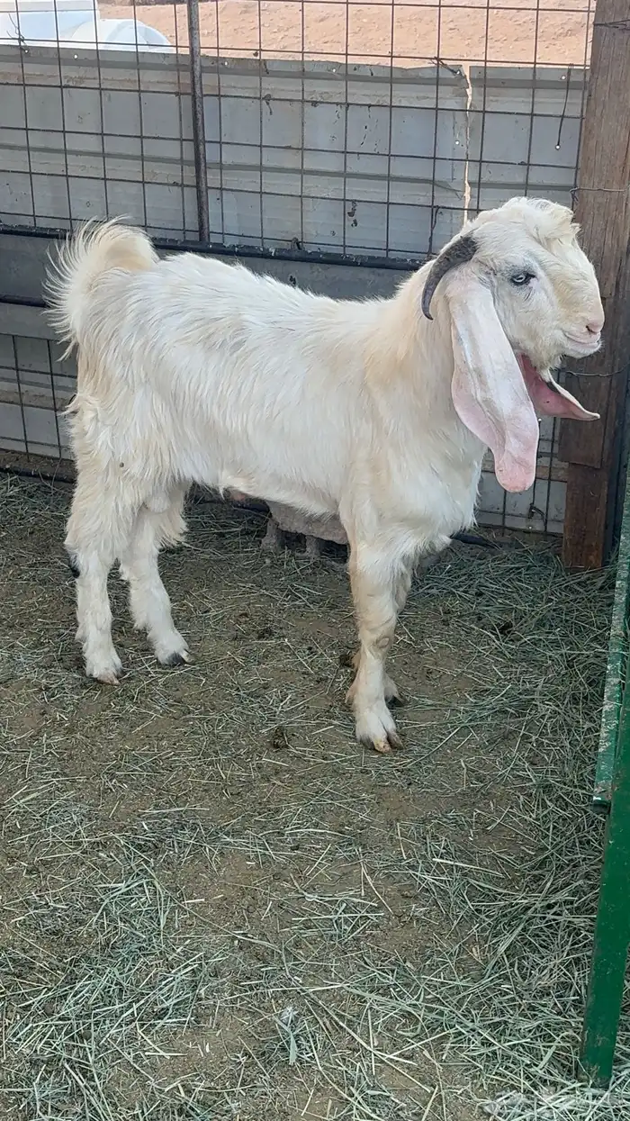 للبيع تيس مغلققق 1