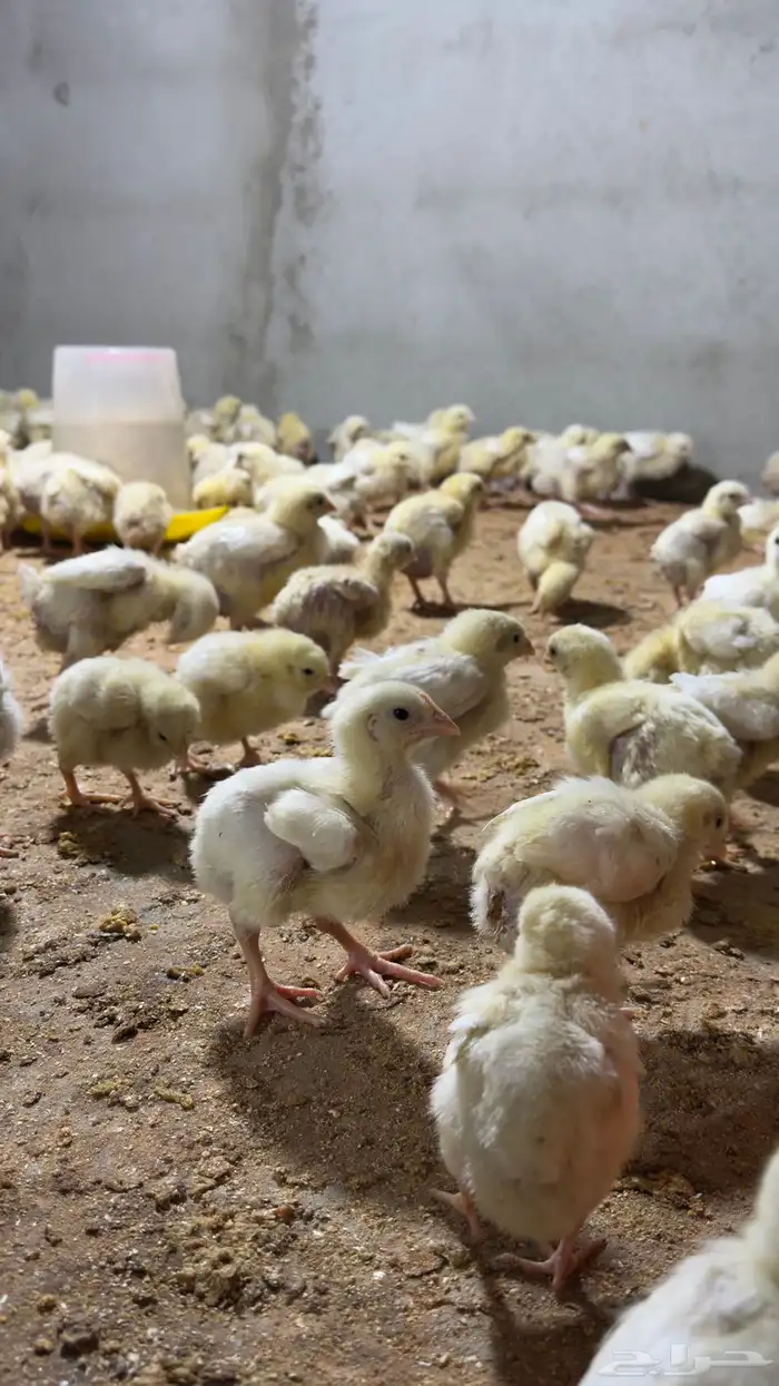 دجاج لاحم روس 308 العمر اسبوع ونص 0