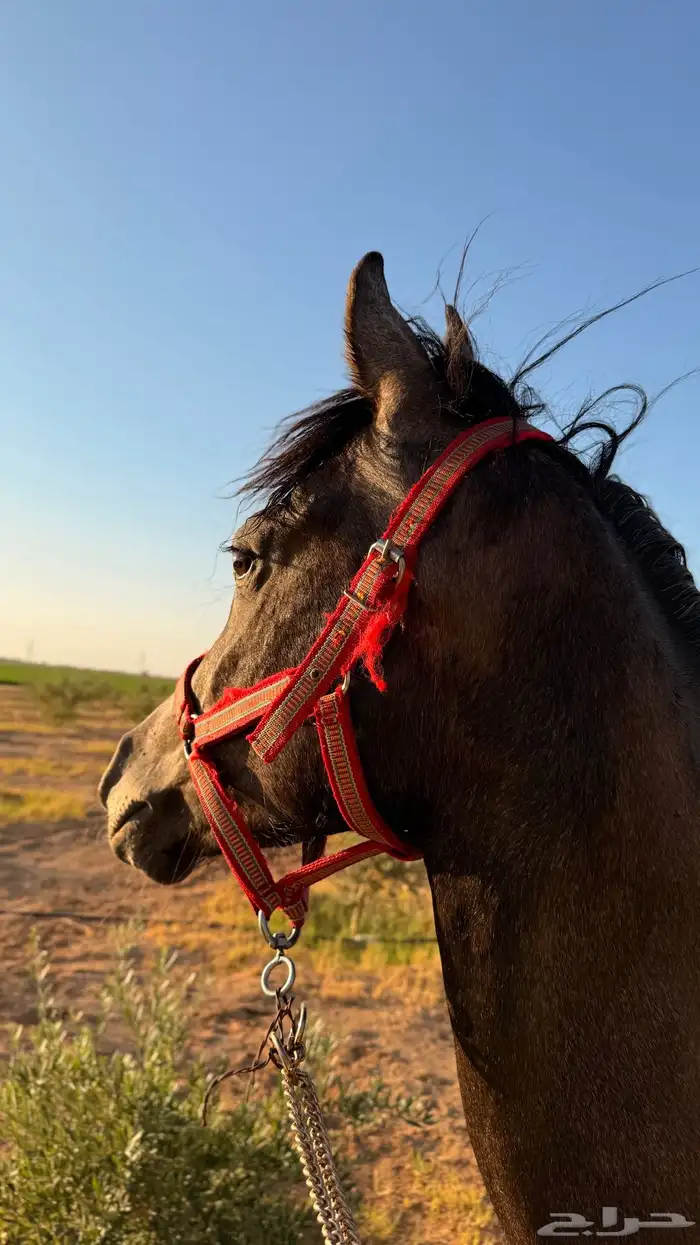 مهره عربيه شعبيه 0