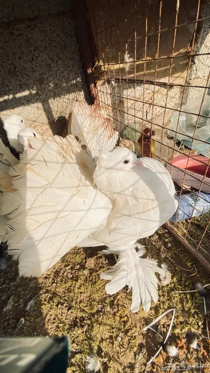 حمام رقاصي 3