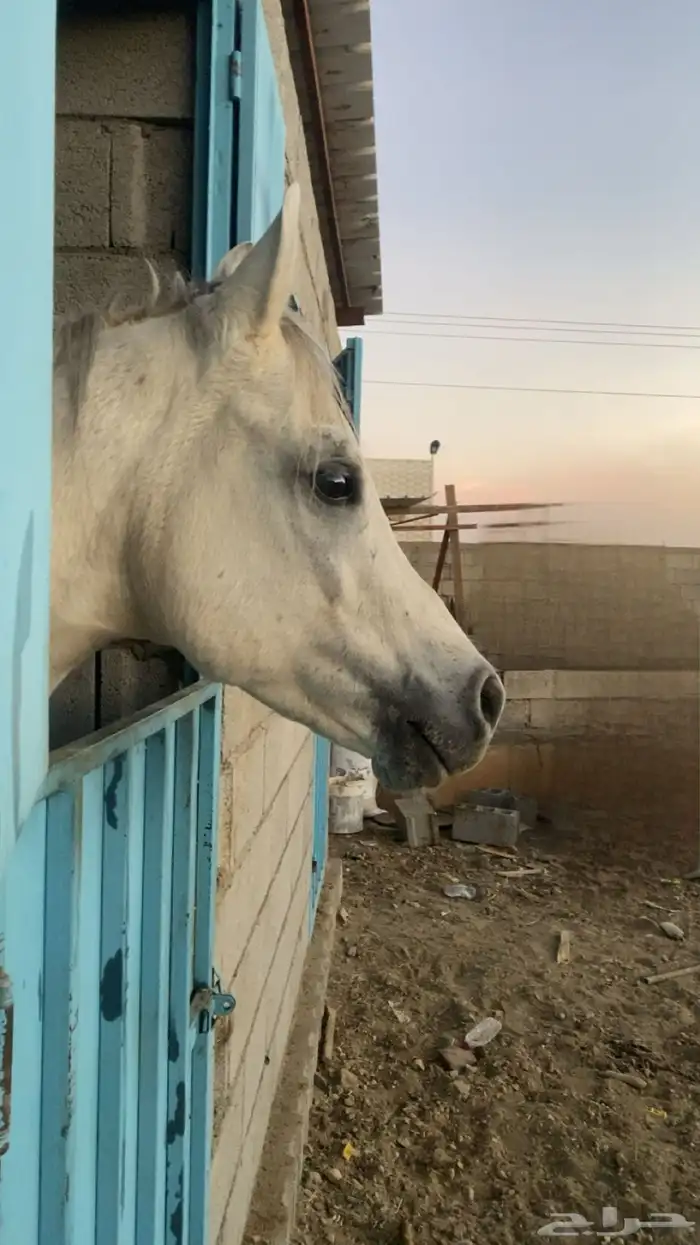 حصان عربي اصل محصن كل التحصينات ومشروط 3