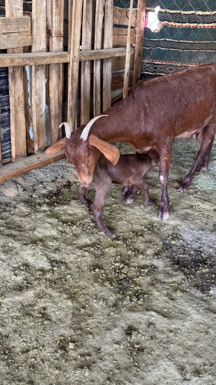 للبيع عنز عليها تيس 0