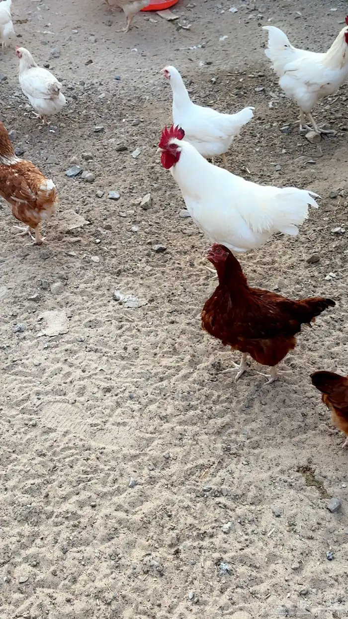 دجاج لوهمان بياض وبيض مخصب 2