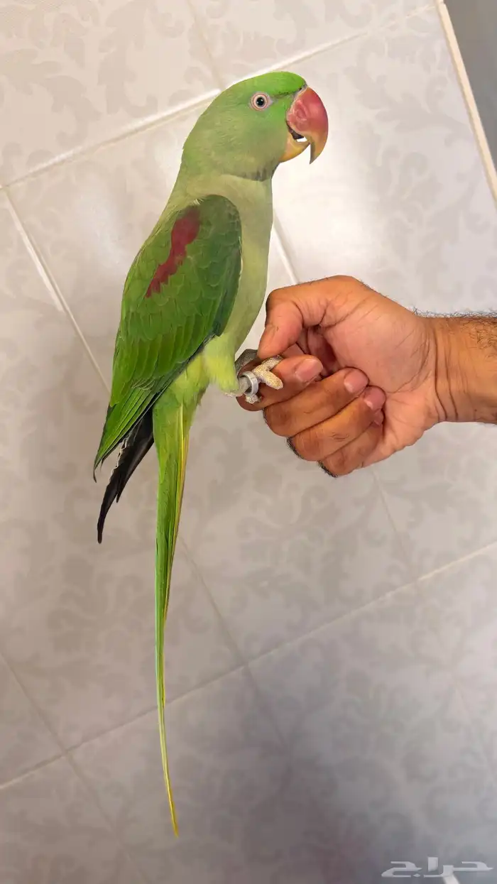 للبيع طائر ببغاء دره نيبالي حجم جامبو 4