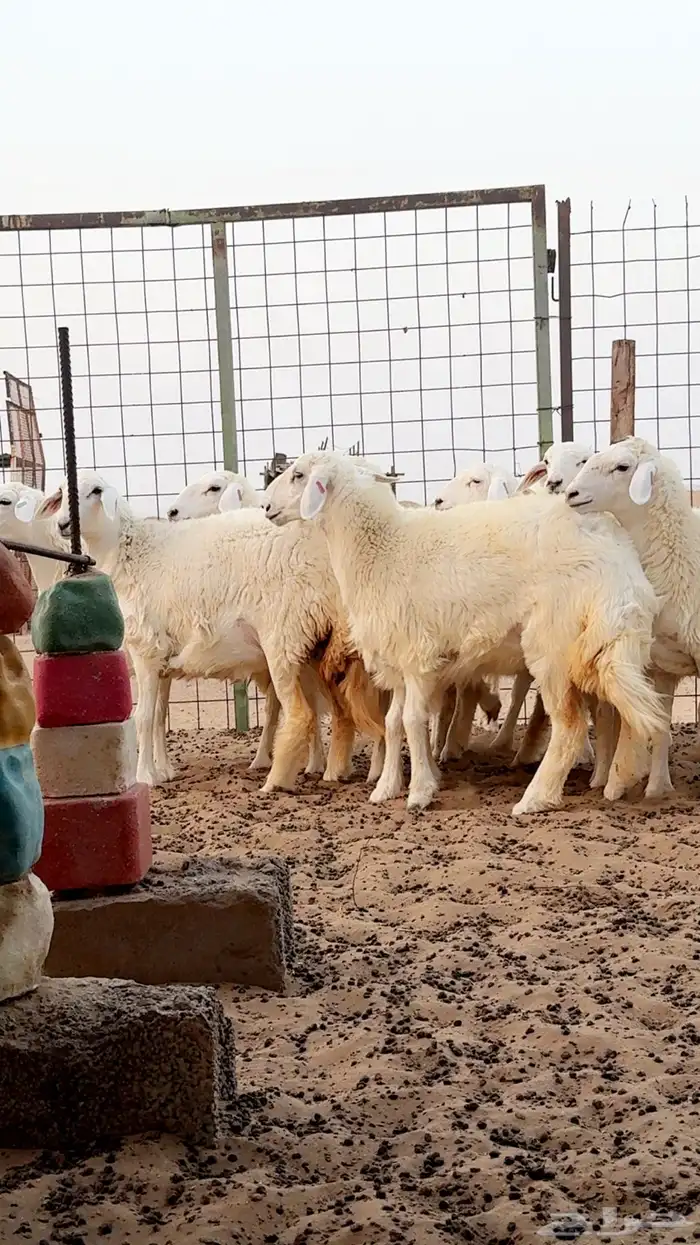 رخال حريه صنف فرش فحل - العرض الاول 6