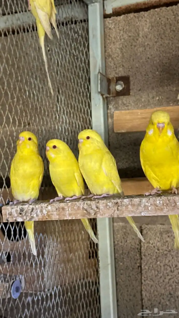 الجله وتبراك طريق النطاش 1