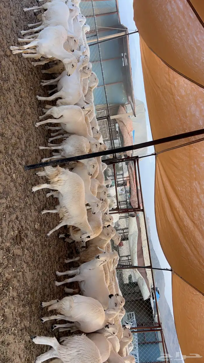 82 راس من ضأن شهران صنف الصنف شكلها قليل جدا  بفحلها صنف 8