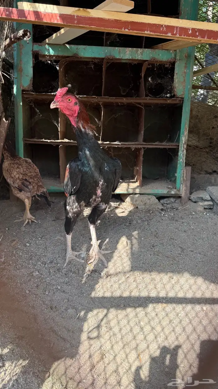 ديك باكستاني - سندي 1