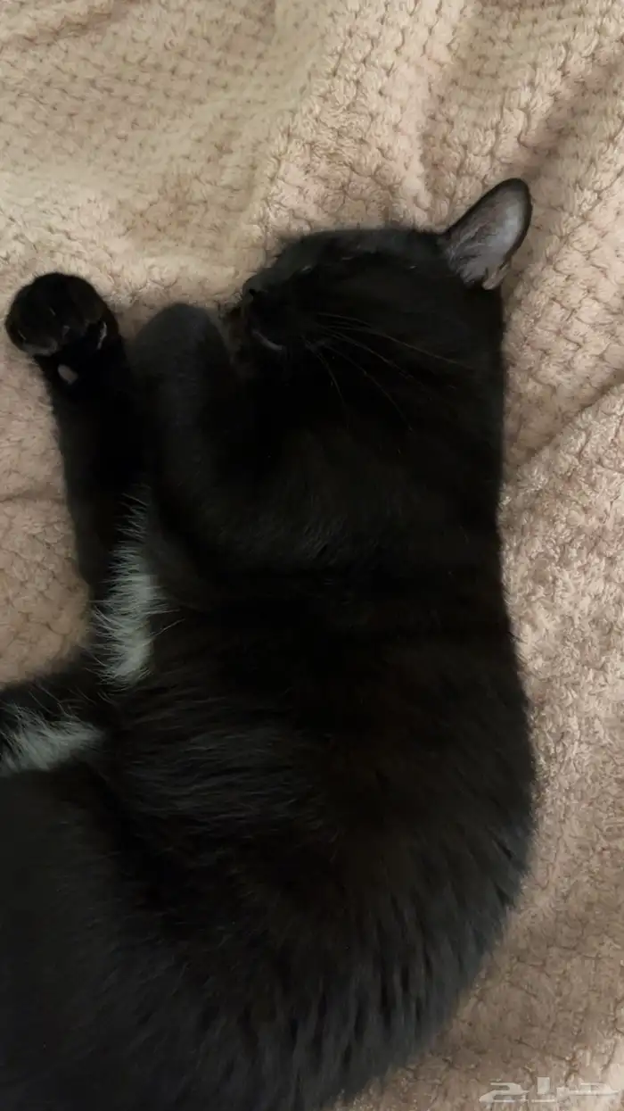 قطط للتبني 1