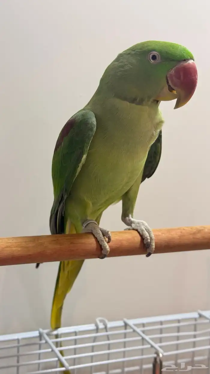 للبيع طائر ببغاء دره نيبالي حجم جامبو 2