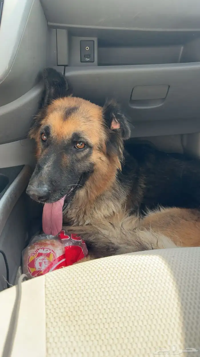 للبيع جيرمن شيربد ذكر 0