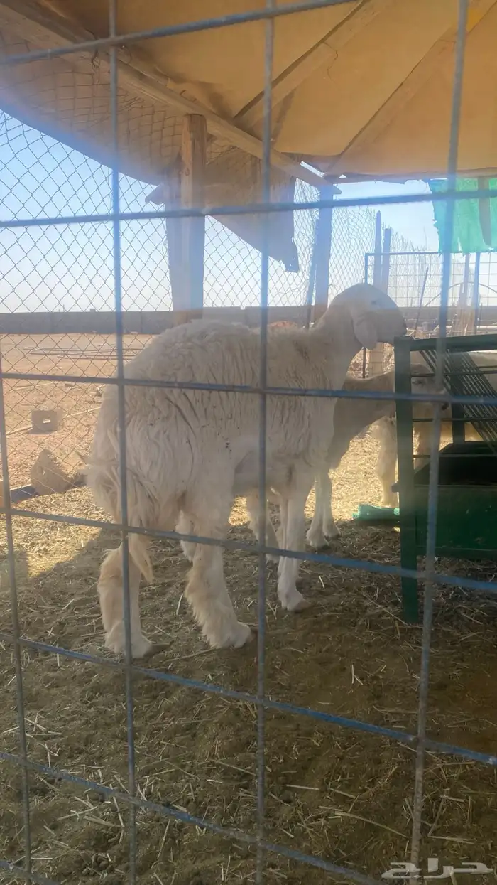 رخل حرية صنف عمرها 8 شهور جذعه غلاق لكن عندي شك انها شكر 3