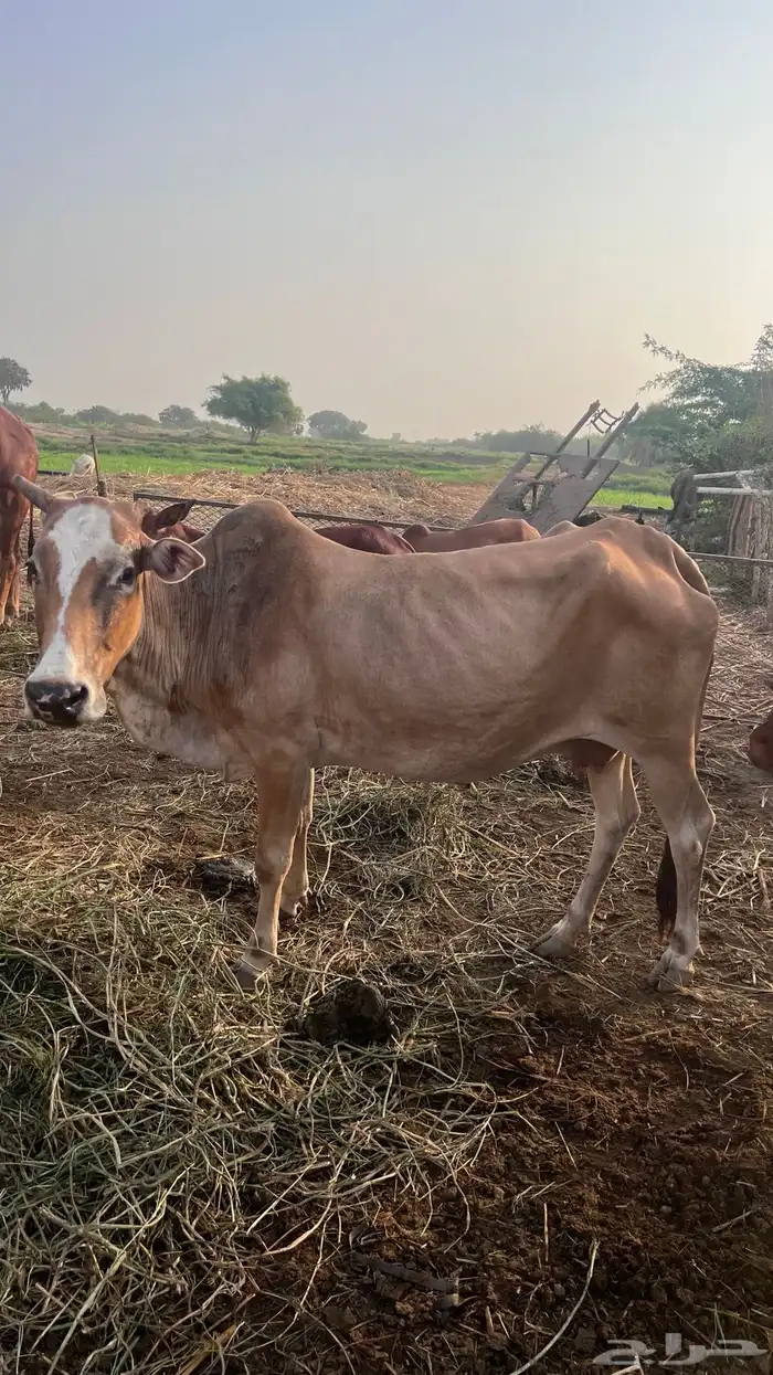 بقره للبيع سنها سديس 3