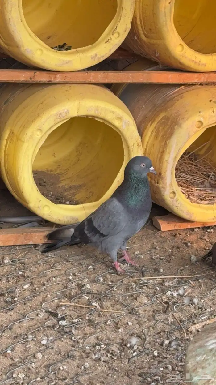 حمام قطيفي 4