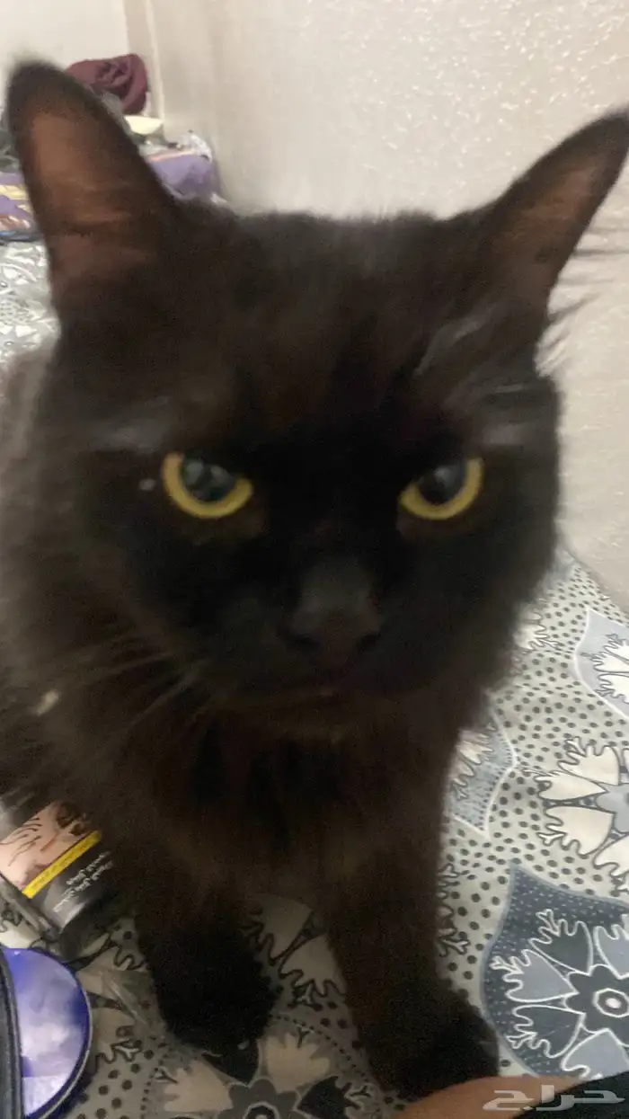 السلام عليكم 0