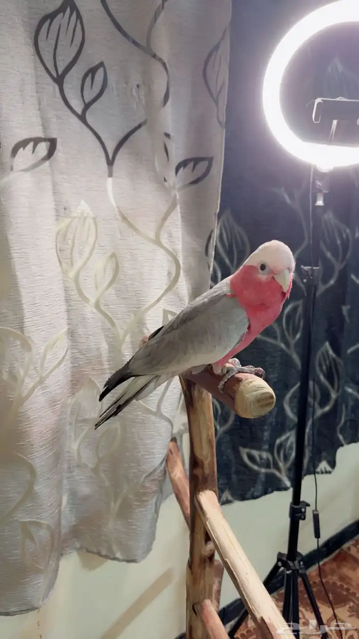 ببغاء كوكاتو قالا اليف ولعوب ومتكلم وهدد داخلي 6