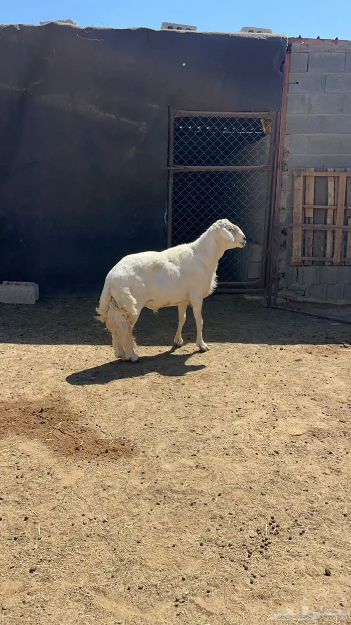 فحل غنم للبيع 0