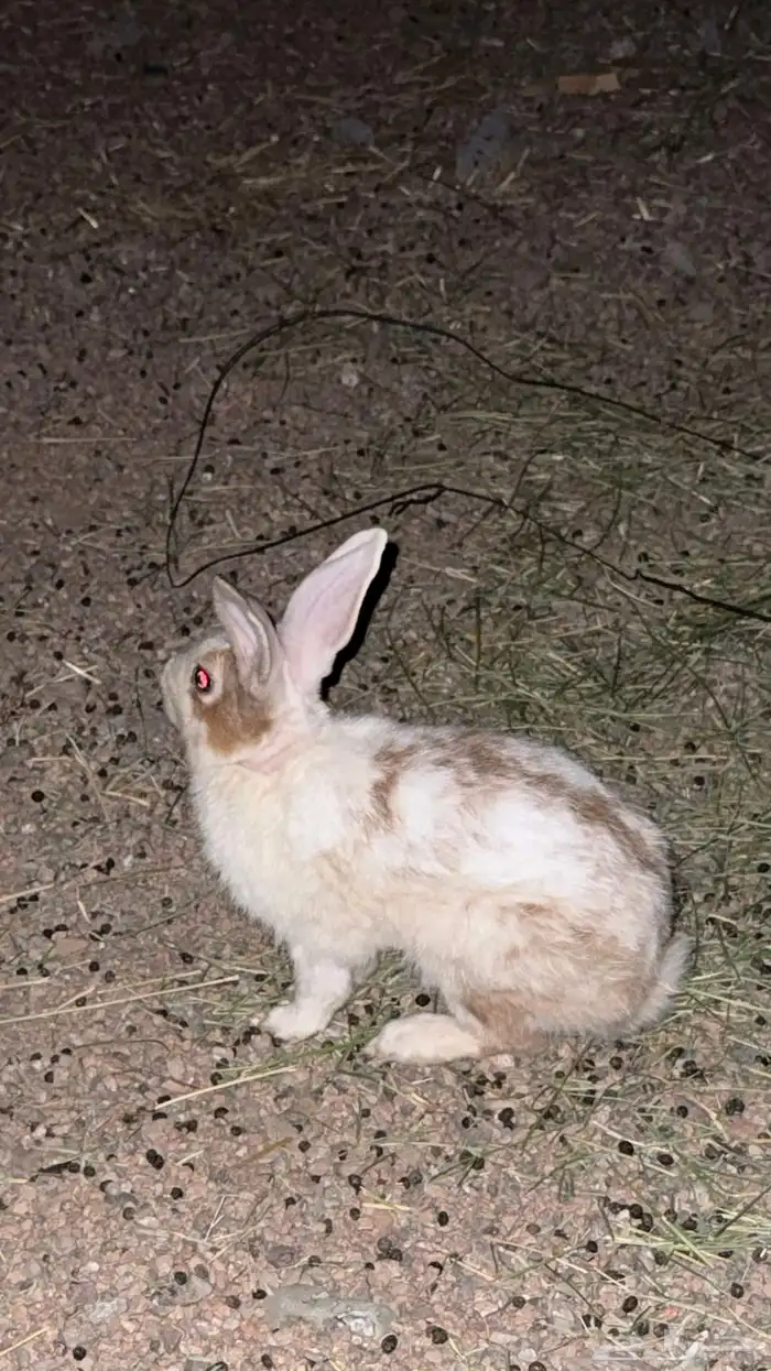 ارانب للبيع ارنب ذكور 1