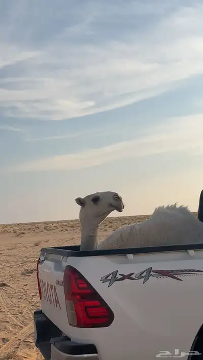 قعود أوضح تمامي index