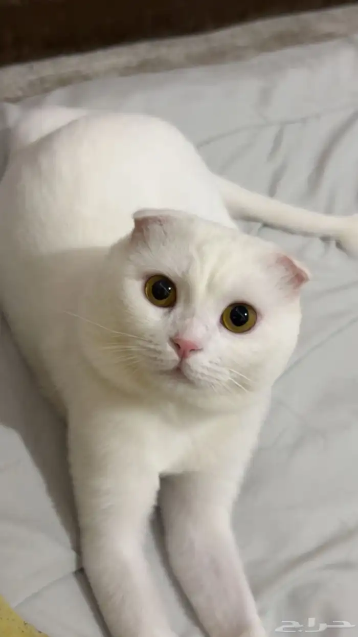 ذكر سكوتش فولد تزاوج 0