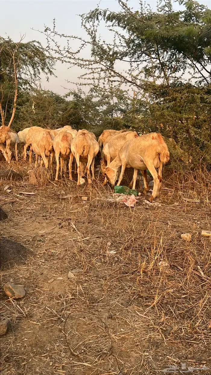 ضان العدد 27 فيها وحده منتوج و15 على وشك ولاده 1