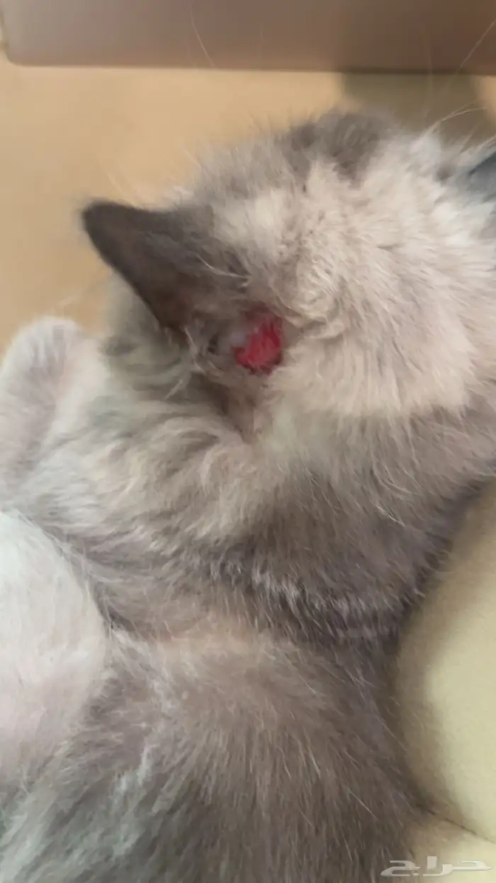 قط للتبني جميل وذكي ويحب اللعب بس فيه فطريات وانا مسافره 3