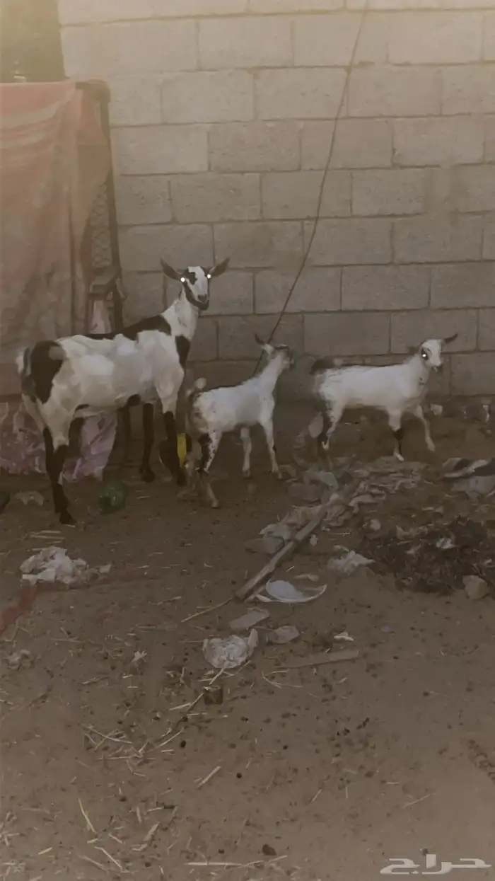 ماشاءالله تبارك الله 1