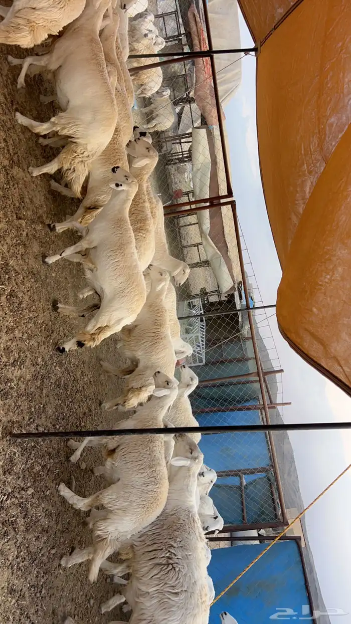 82 راس من ضأن شهران صنف الصنف شكلها قليل جدا  بفحلها صنف 6