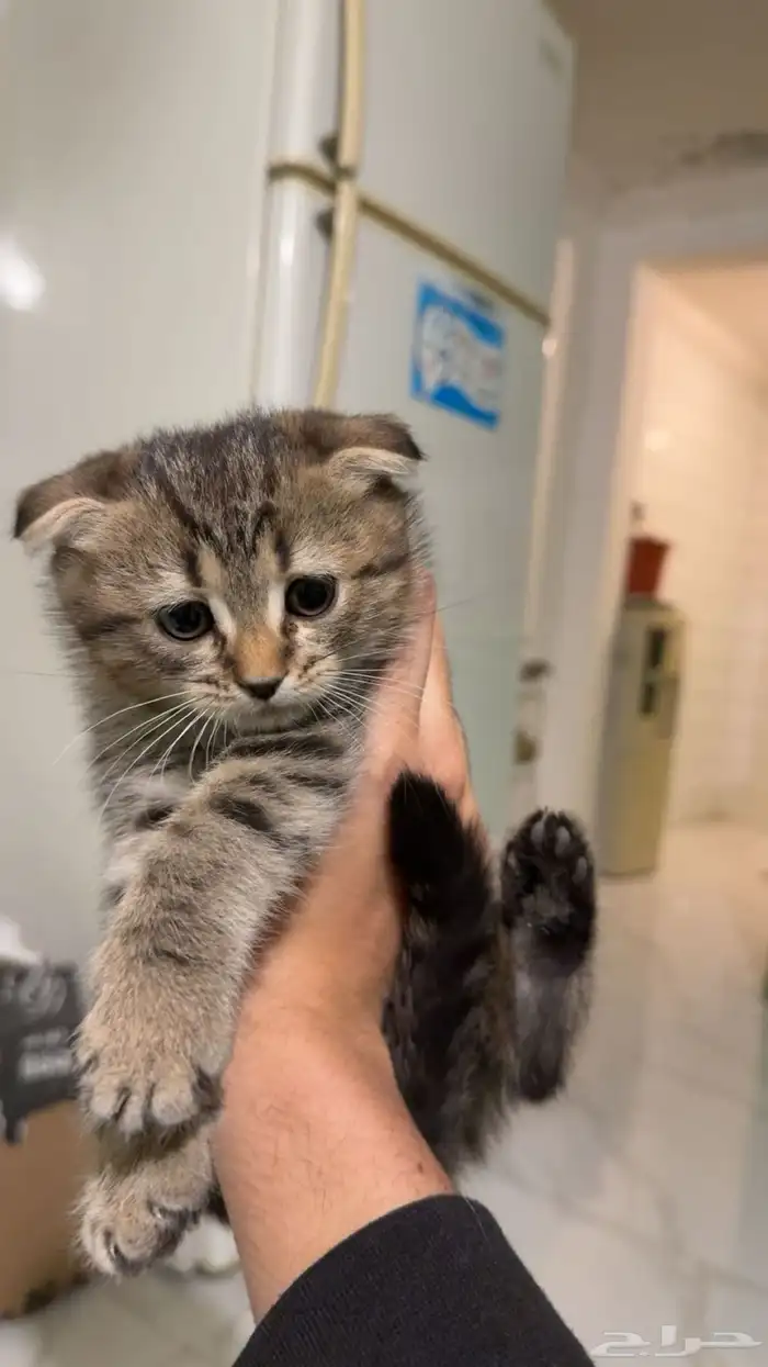 سكوتش فولد 0