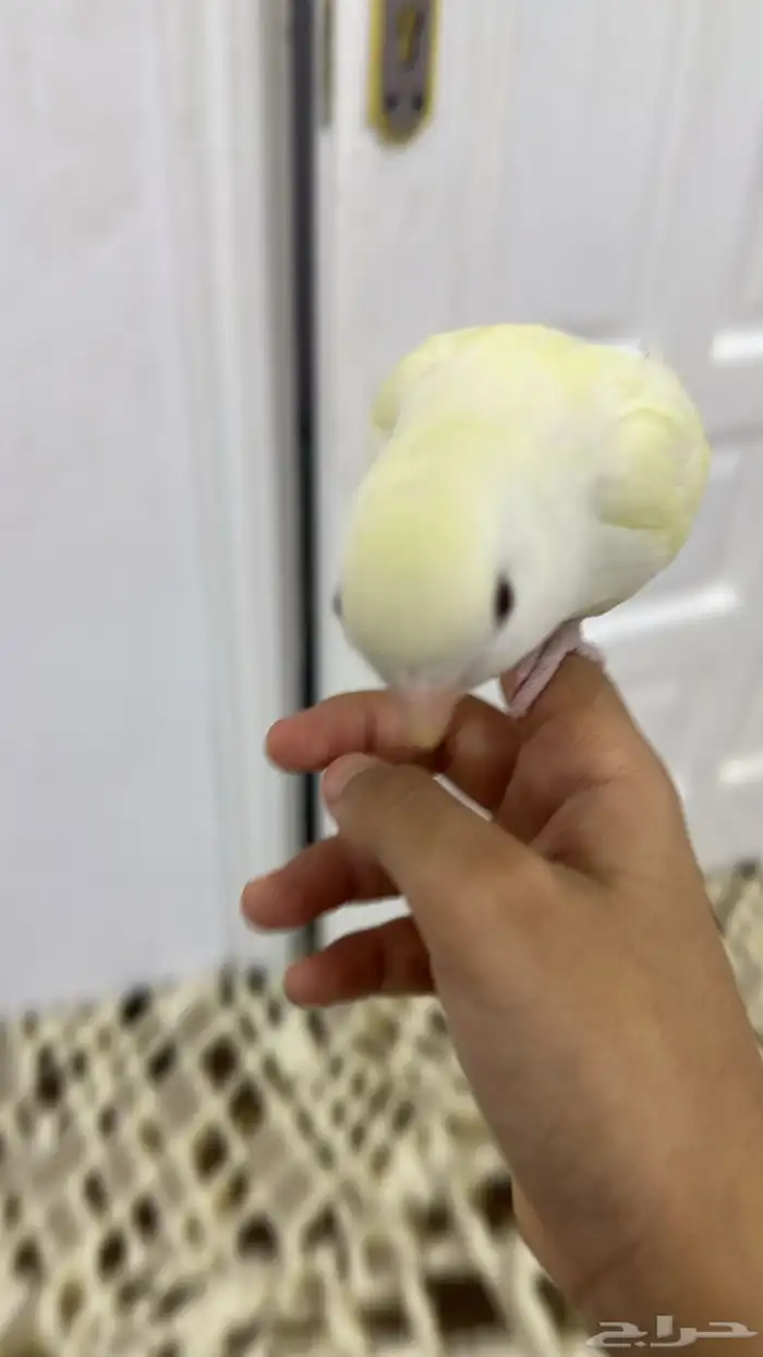 روز إينو اليف 0